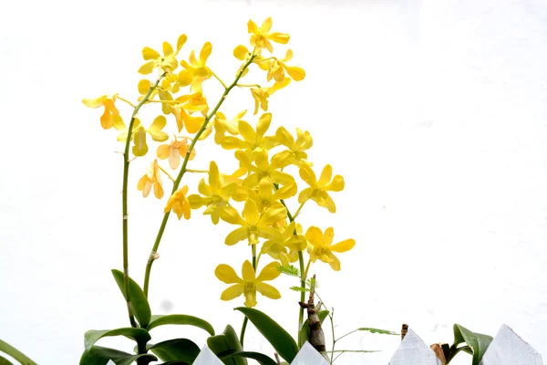 Gelbe Tropische Orchideenblume — Stockfoto