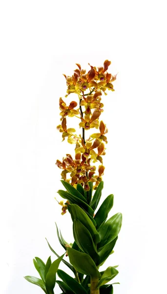 Gele Tropische Orchideebloem — Stockfoto
