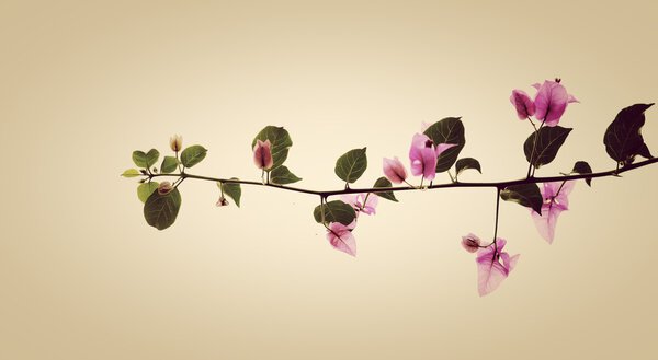 Розовые цветы разделились за кулисами
.