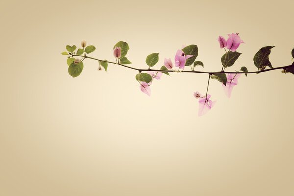 Розовые цветы разделились за кулисами
.