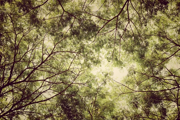 树枝和绿叶背景 安全地球 — 图库照片