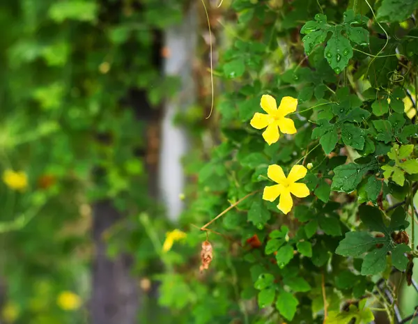 Gros Plan Doux Des Fleurs Jaunes — Photo