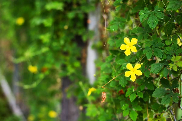 Gros Plan Doux Des Fleurs Jaunes — Photo