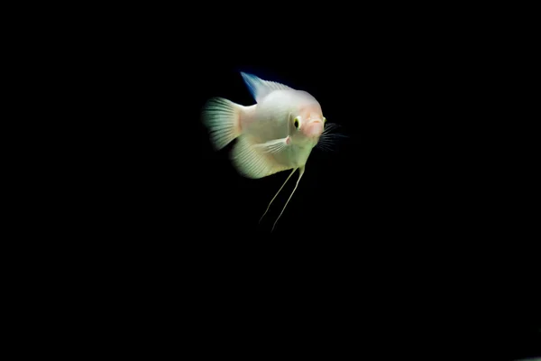 물고기의 물고기 캐비닛 — 스톡 사진