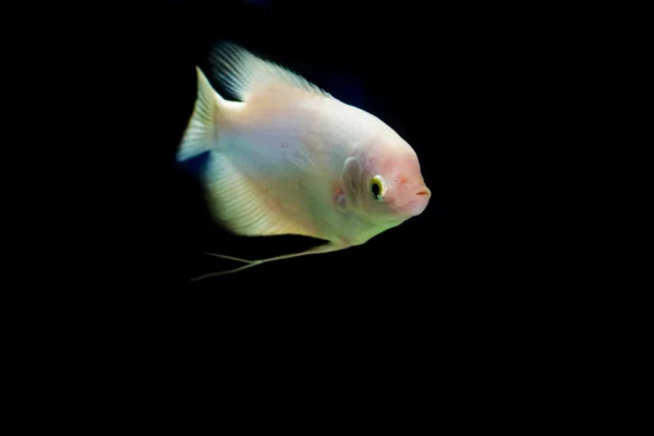 Obří Ryba Rybí Skleněné Skříňce — Stock fotografie