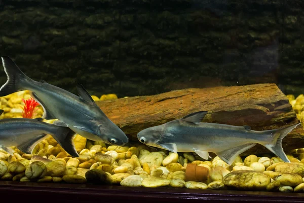 Vietnam pangasius, Basa balık