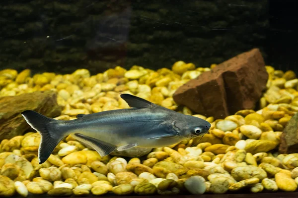 Vietnamesischer Pangasius Basa Fisch — Stockfoto