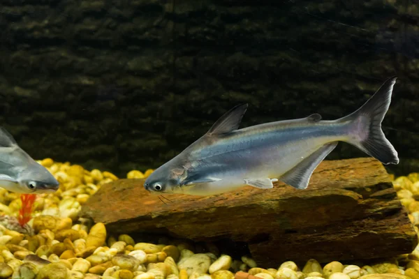 Vietnamesischer Pangasius Basa Fisch — Stockfoto