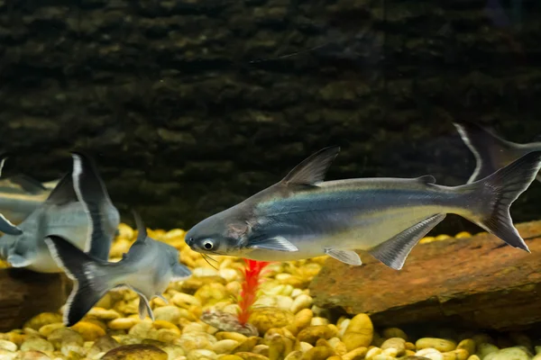 Vietnamesiska Pangasius Basa Fisk — Stockfoto
