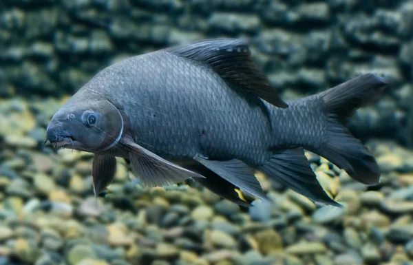 Siyah Sharkminnow Ortak Türler Freshwater Balık Isimleri — Stok fotoğraf