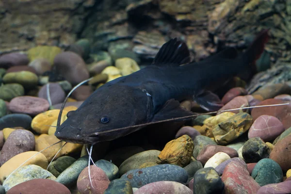  Asya redtail yayın balığı balık