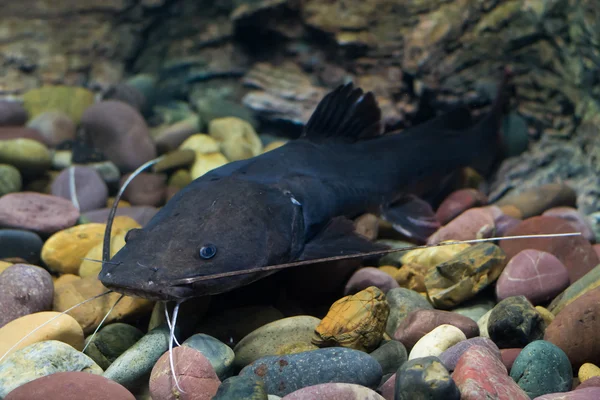  Asya redtail yayın balığı balık