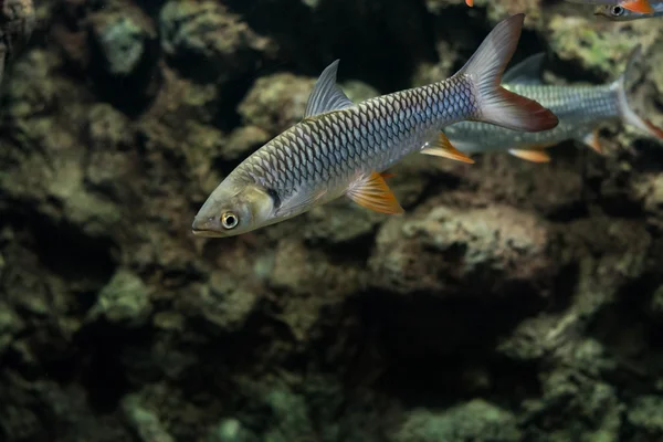 Carpa Pazza Pesce Sultano — Foto Stock