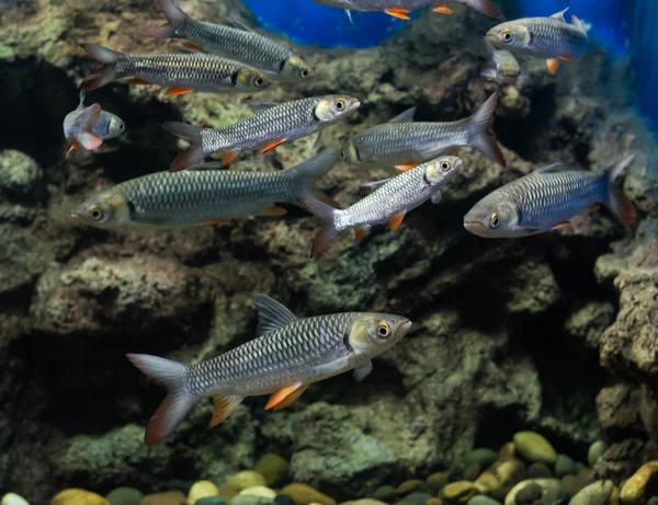 Karpfen Sultanfische — Stockfoto