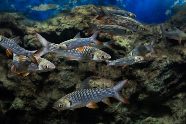 Karpfen Sultanfische — Stockfoto