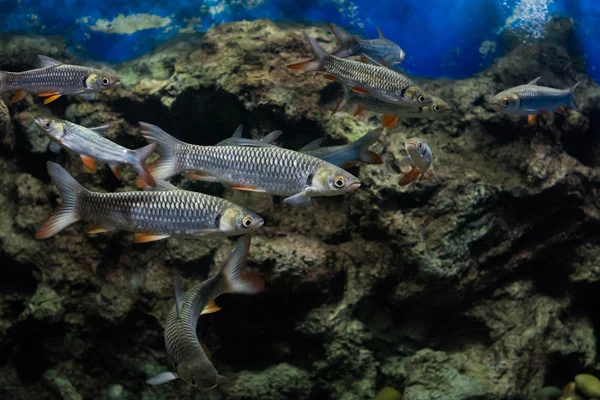 Szalony Karp Ryba Sułtana — Zdjęcie stockowe