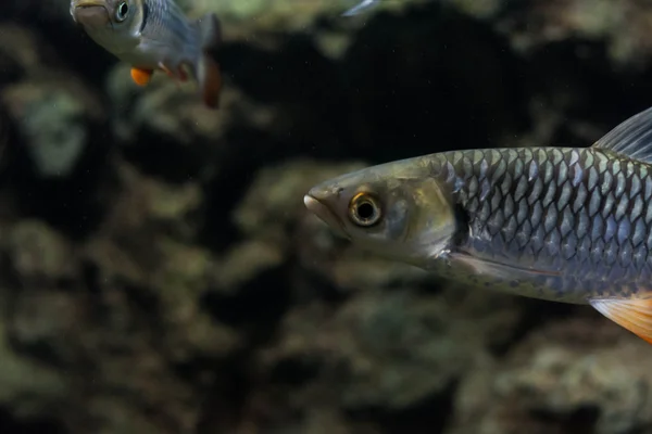 狂牛病鯉 スルタン魚 — ストック写真