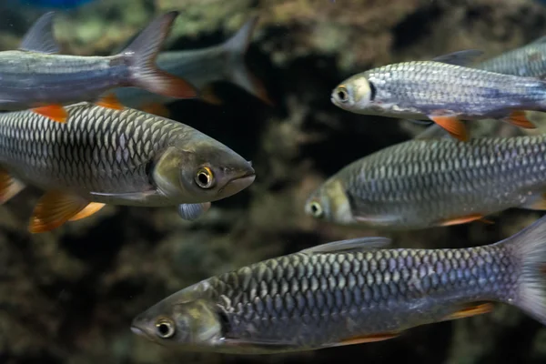 deli sazan, sultan balık