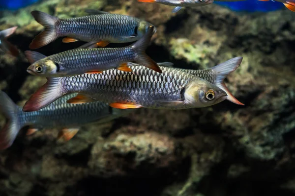 Τρελών Κυπρίνος Σουλτάνος Ψάρια — Φωτογραφία Αρχείου