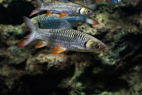 deli sazan, sultan balık