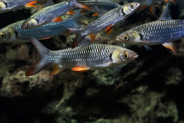 Szalony Karp Ryba Sułtana — Zdjęcie stockowe