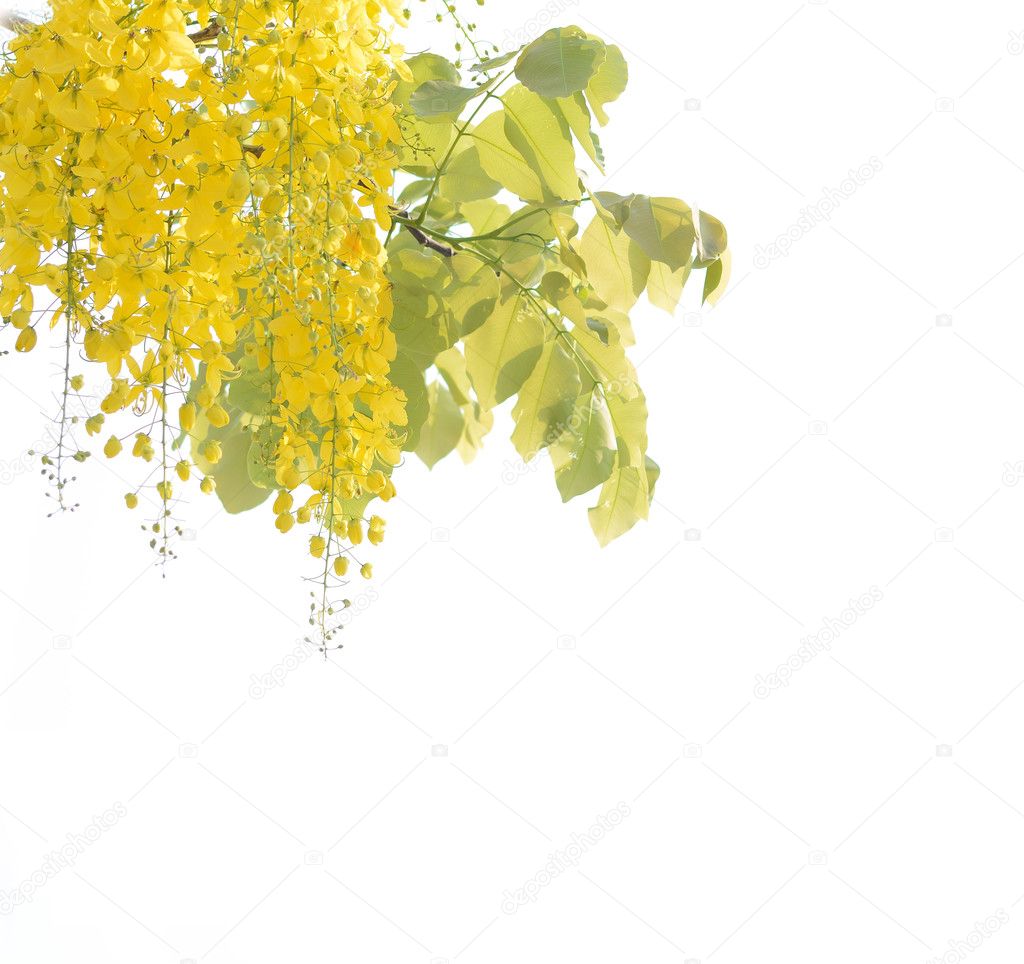 Fleur Jaune Arbre Douche Photographie Jcomp 111202288