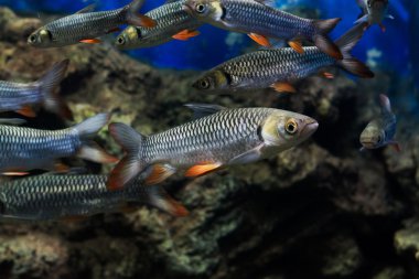 deli sazan, sultan balık