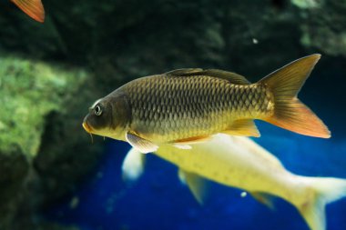 Sazan (Cyprinus Carpio )