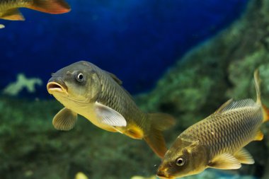 Sazan (Cyprinus Carpio )