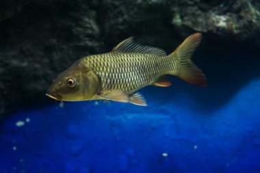 Sazan (Cyprinus Carpio )