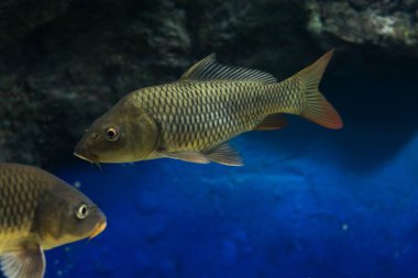 Sazan (Cyprinus Carpio )