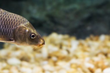 Sazan (Cyprinus Carpio )