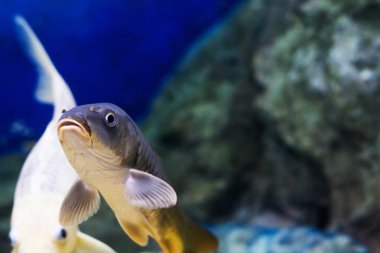 Sazan (Cyprinus Carpio )