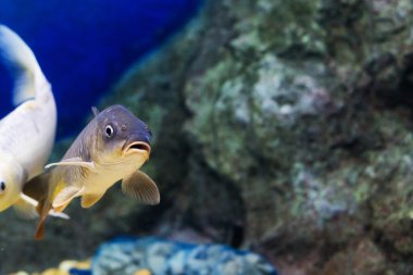 Sazan (Cyprinus Carpio )