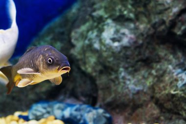 Sazan (Cyprinus Carpio )