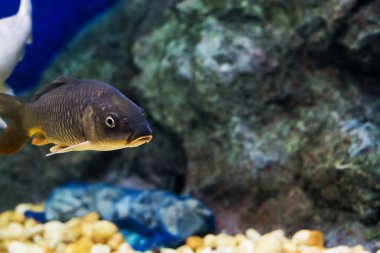 Sazan (Cyprinus Carpio )