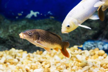 Sazan (Cyprinus Carpio )