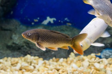 Sazan (Cyprinus Carpio )