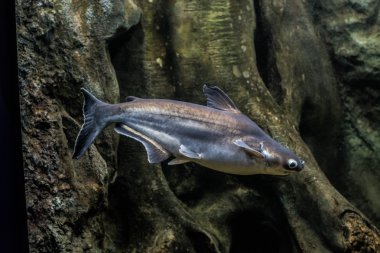 Salyangoz yiyen pangasius balık