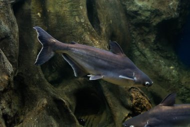 Salyangoz yiyen pangasius balık