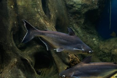 Salyangoz yiyen pangasius balık