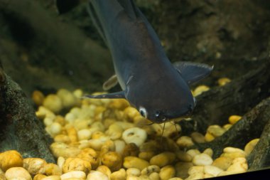 Salyangoz yiyen pangasius balık