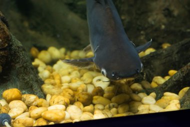 Salyangoz yiyen pangasius balık