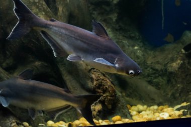 Salyangoz yiyen pangasius balık