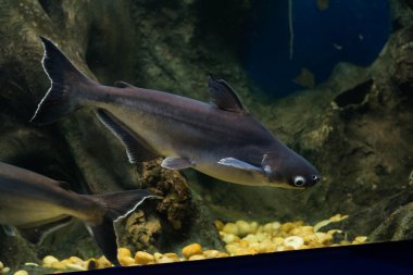 Salyangoz yiyen pangasius balık