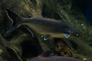 Salyangoz yiyen pangasius balık