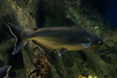 Salyangoz yiyen pangasius balık