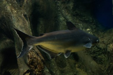 Salyangoz yiyen pangasius balık