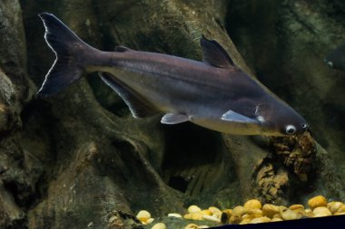 Salyangoz yiyen pangasius balık