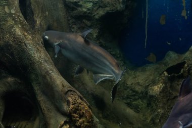 Salyangoz yiyen pangasius balık